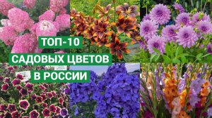 Самые популярные садовые цветы в России