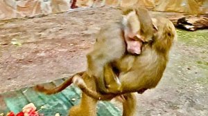 Что ДЕЕТСЯ? Мне кажется что у Люси от Степы малыш появится гараздо быстрее чем от Елисея😁😁😁