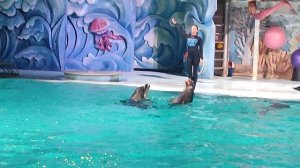 шоу дельфинов