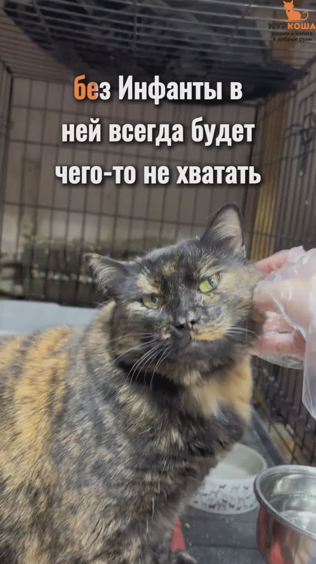 Инфанта ждёт вас в приюте #Муркоша смотреть онлайн