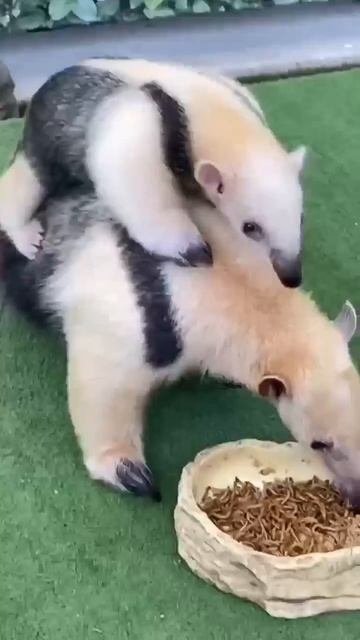 муравьед смотреть онлайн