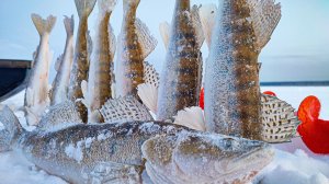 СУДАК В КАЖДОЙ ЛУНКЕ! А ПОД ЗАКАТ БЫЛ ВЫХОД! Зимняя ловля судака на Оби, водохранилище 2026