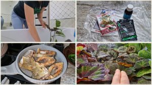 Новый цветочек.Обзор покупок и полив бегоний. Собрались в гости.