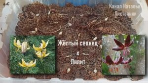 Уроки одного посева мартагонов