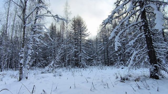 Вечер в заснеженном лесу. ч.1. Январь 2026 смотреть онлайн