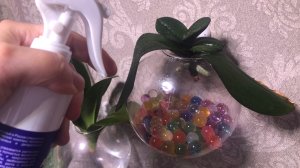 Как нарастить корни орхидей в домашних условиях. Орхидеи без корней, что делать. Способы реанимации