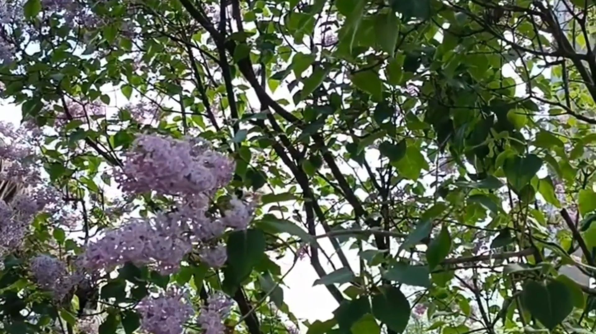 ЗАЦВЕЛА СИРЕНЬ ДУШИСТАЯ