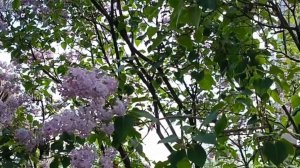 ЗАЦВЕЛА СИРЕНЬ ДУШИСТАЯ