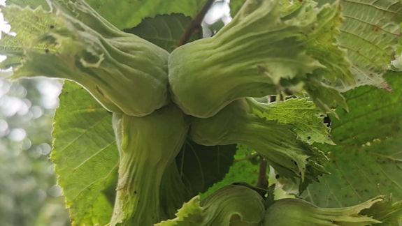 Фундук Трапезунд семена для проращивания