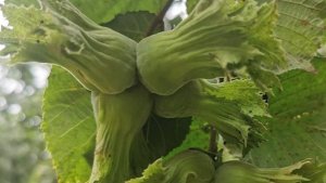 Фундук Трапезунд семена для проращивания