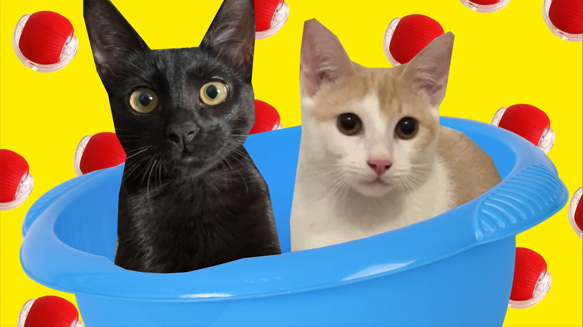 Фоксик и Балу играются с игрушкой I Саша Попуар смотреть онлайн