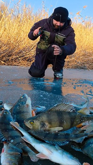 Окуня тьма! Клюёт на всё! Астрахань. Бешеный клёв.
