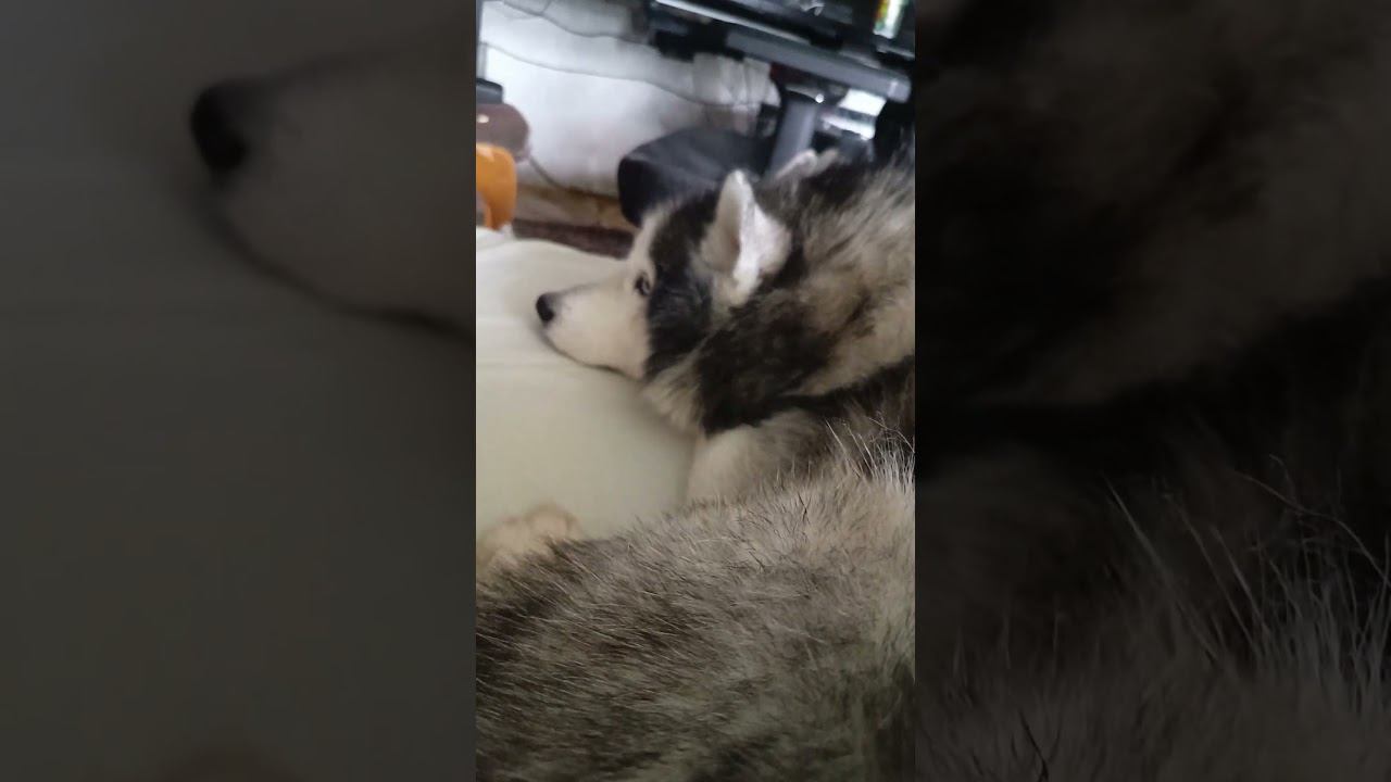 хаска пришла будить #хаски #husky