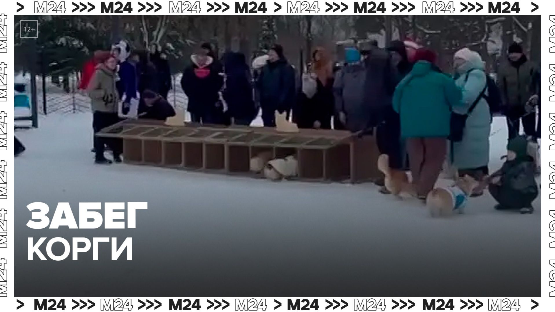 Забег корги прошел в парке в Царицыне в Москве смотреть онлайн