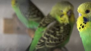 Массовый птенцов с гнезд.