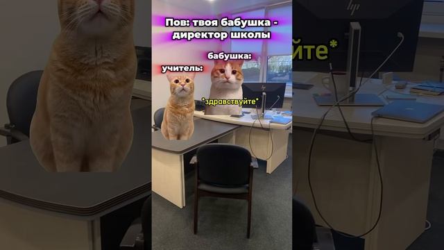 сборник мемов