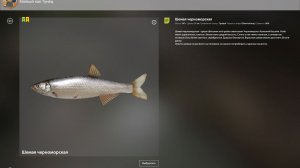 ТРОФЕЙ ШЕМАЯ ЧЕРНОМОРСКАЯ№3!!!СЕВЕРСКИЙ ДОНЕЦ - РУССКАЯ РЫБАЛКА 4