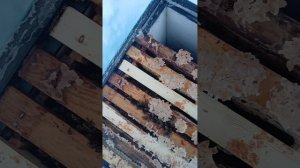 Турне по зимующим пасекам. Зимовка пчел 2025-26. Костромская область