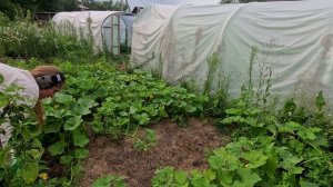 2025-08-04,05 СОБРАЛИ ОВОЩИ. ГУЛЯЕМ ПО ОГОРОДУ