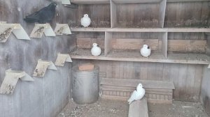 Поездка за голубками.