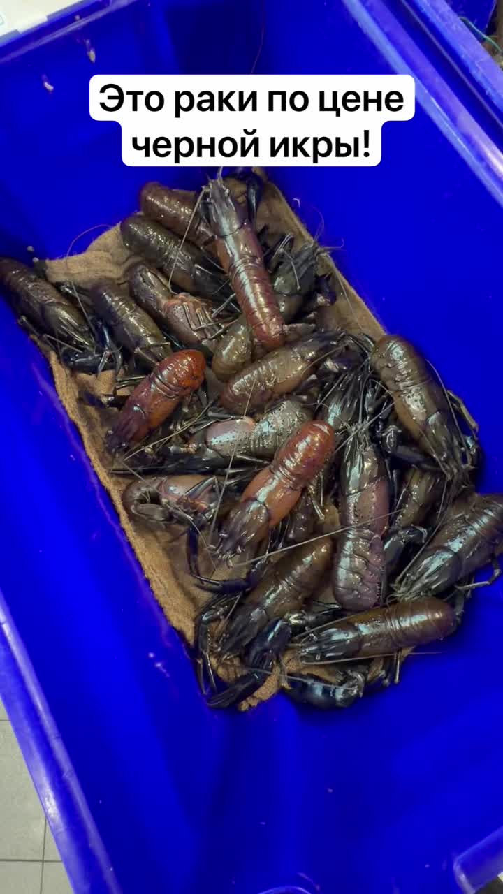 Раки по цене черной икры смотреть онлайн