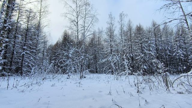Вечер в заснеженном лесу. ч.2. Январь 2026 смотреть онлайн