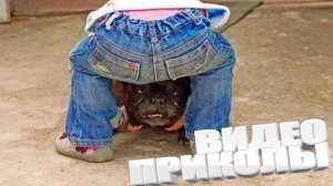 ПРИКОЛ \ ПОДБОРКА ПРИКОЛОВ Я РЖАЛ ДО СЛЕЗ, ЛУЧШИЕ ПРИКОЛЫ 2025 СМЕШНЫЕ ВИДЕО, ДЕВУШКИ , ПОДБОРКА