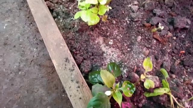 подземка зимняя подземная теплица своими руками