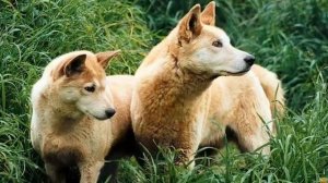 Динго - грозный хищник из Австралии