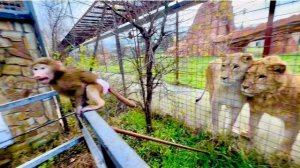 Анфиса просто ДРАКОНИТ львиный «золотой прайд!!!