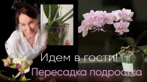 Начало увлечения ОРХИДЕЯМИ. Пересадка новичка!