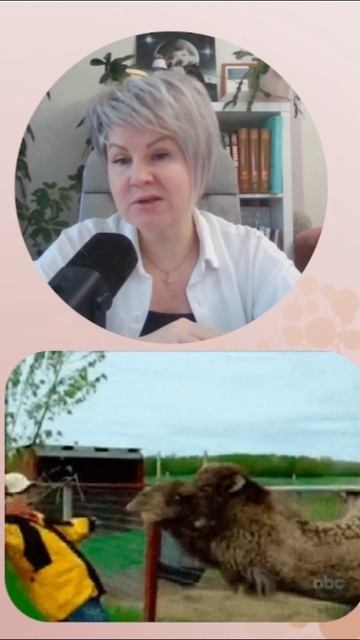 Зачем верблюд плюется. Шокирующий факт