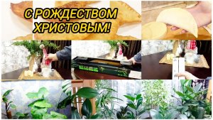 К сезону 2026 готова. С Рождеством! Домашние цветы.Что подарили на Новый год?. Вкусные чебуреки.