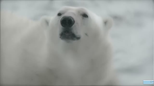 Животные. Белый медведь против морского леопарда. ПЕРЕВОД. док.фильм смотреть онлайн