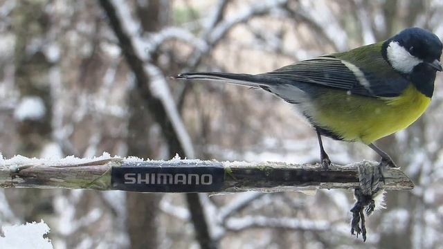 СИНИЦЫ и АВИАДИСПЕТЧЕРЫ