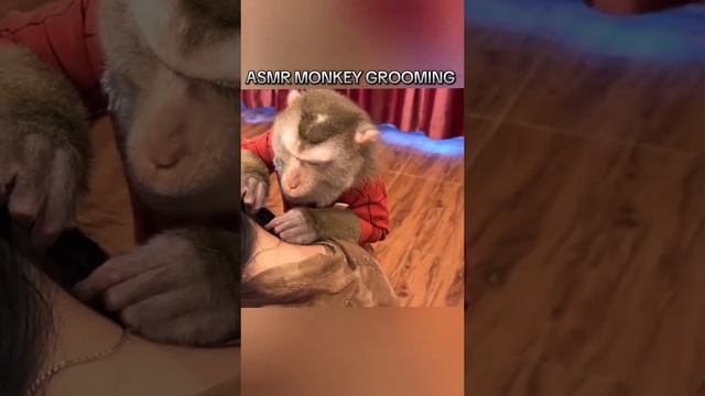 ASMR Monkey.mp4 смотреть онлайн