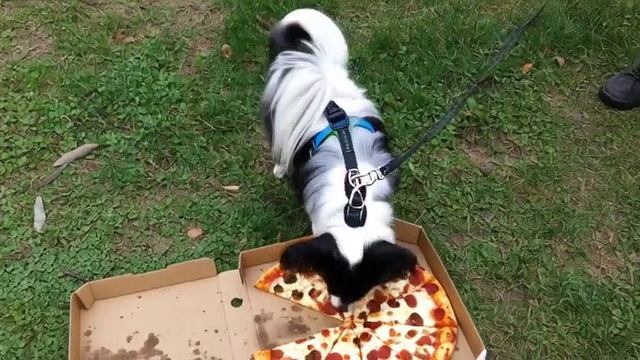 папильон ест домино пиццу.