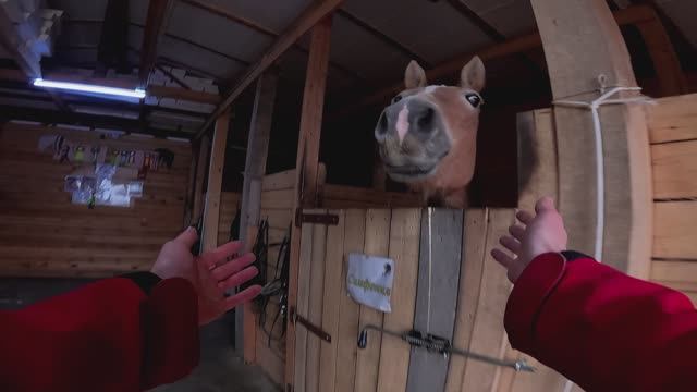 Знакомство с лошадкой