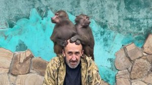 Люся сразу устроила ПОЛНЫЙ ДВИЖ в вольере, и мы и гамадрилы счастливы❤️
