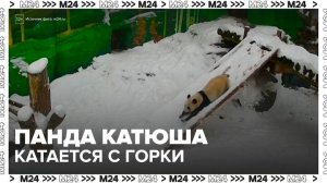 Москвичам показали, как панда Катюша катается на зимней горке - Москва 24