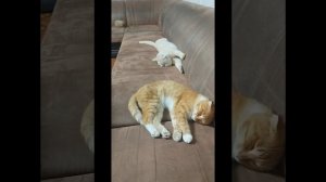 Без кота и жизнь не та!