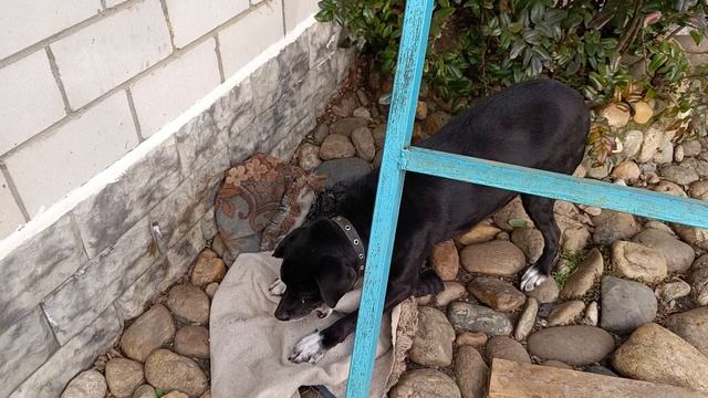 Лапулички мои смотреть онлайн