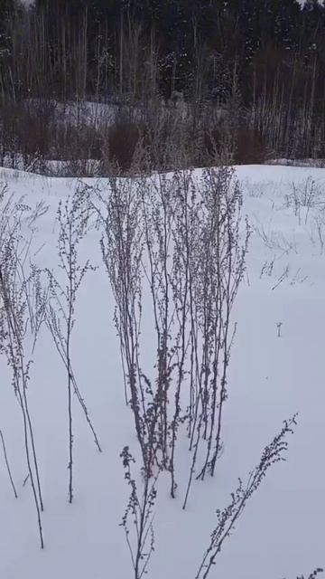 Снежное безмолвие на берегу реки Вятки.