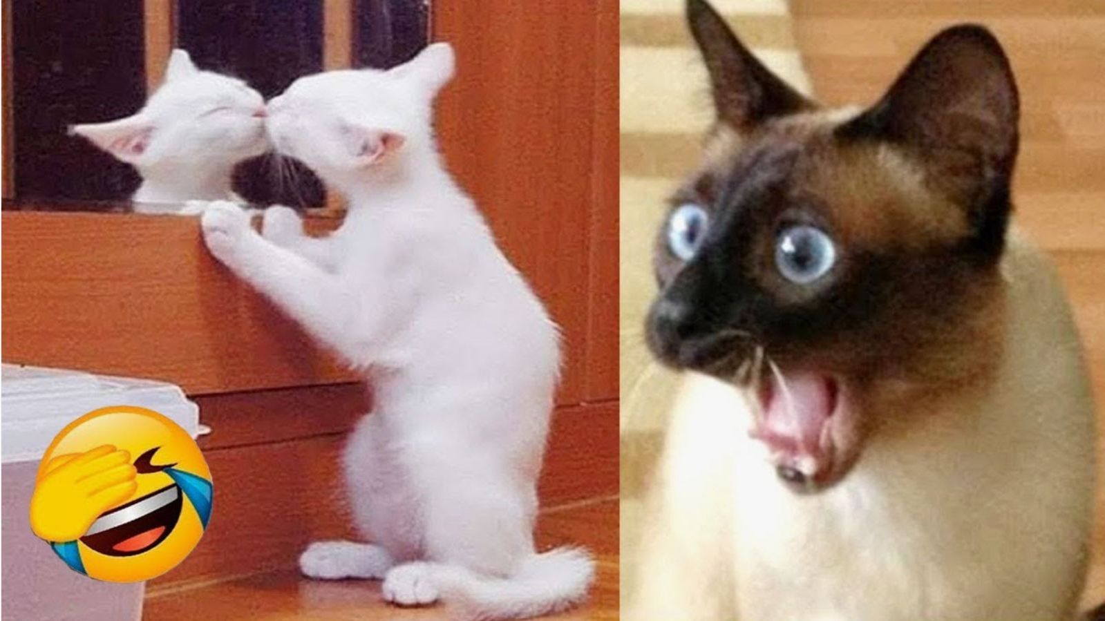 Приколы с животными Смешные видео самые смешные видео с животными смотреть онлайн