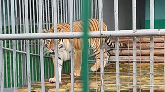 Величественный хищник смотреть онлайн