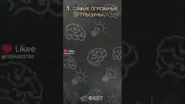 милые капибары