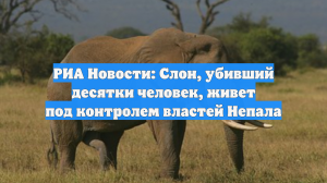 Убивший десятки человек слон проживает под защитой в Непале