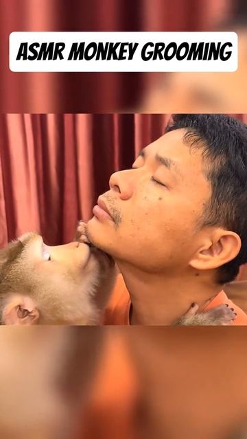 ASMR Monkey .mp4 смотреть онлайн
