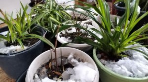 8 января 2026 года приехали на дачу. Мои цветочки живы. #8января, #надаче, #тверскаяобласть