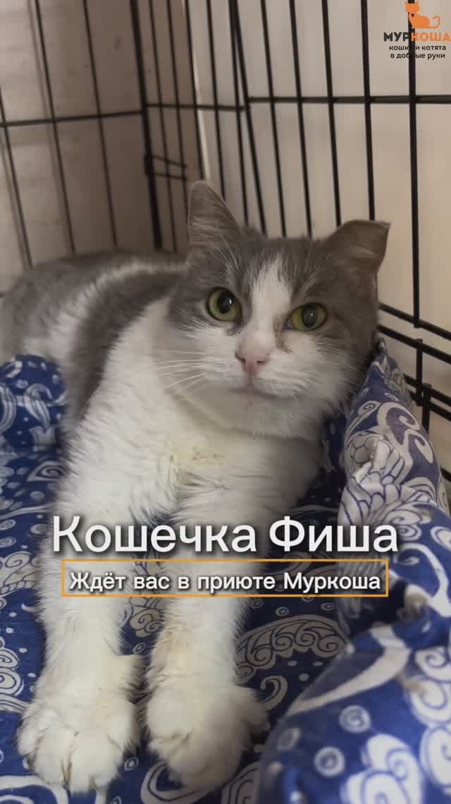 Фиша ждёт вас в приюте #Муркоша смотреть онлайн